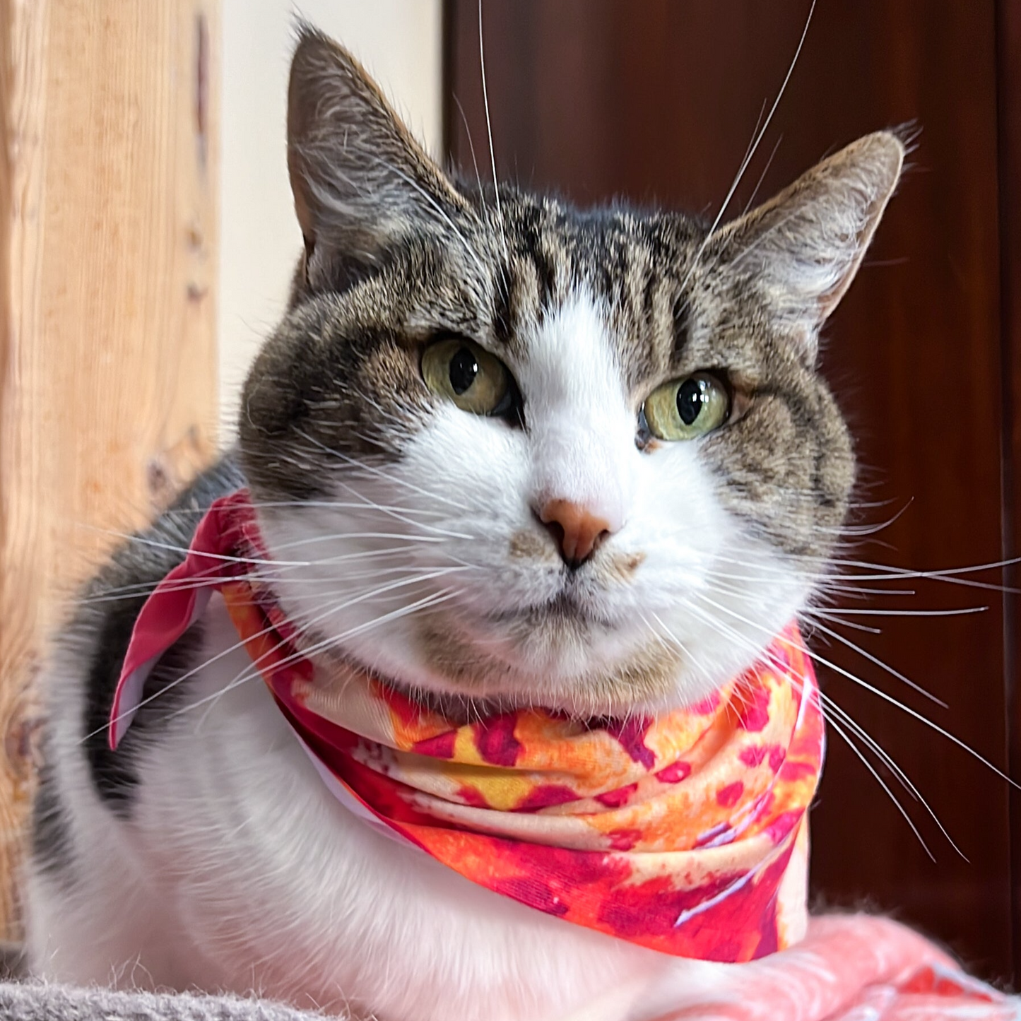 Cat and Small Dog Bandana