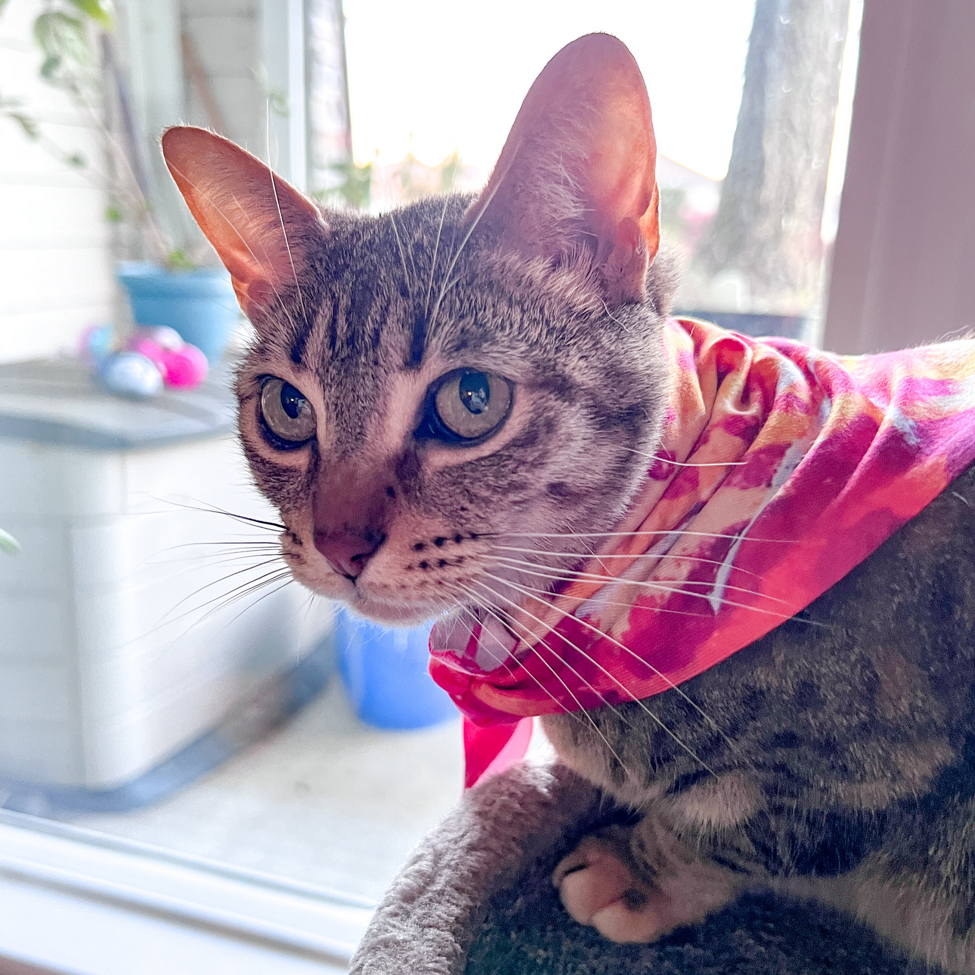 Small cat wearing the pink leopard print bandana