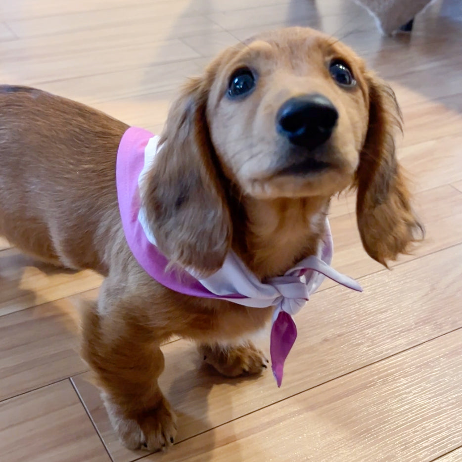 Cat and Small Dog Bandana